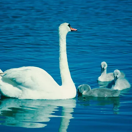 Loikansaari Lomamoekit Resort Kallislahti