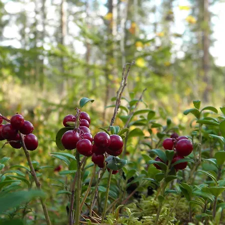 Loikansaari Lomamoekit Resort