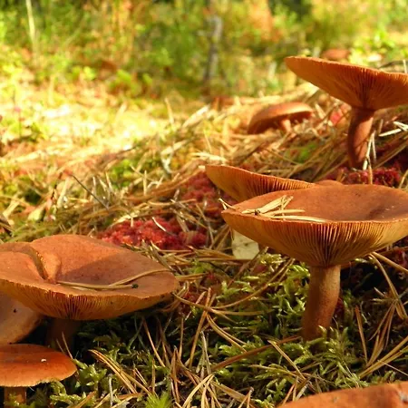 Loikansaari Lomamoekit