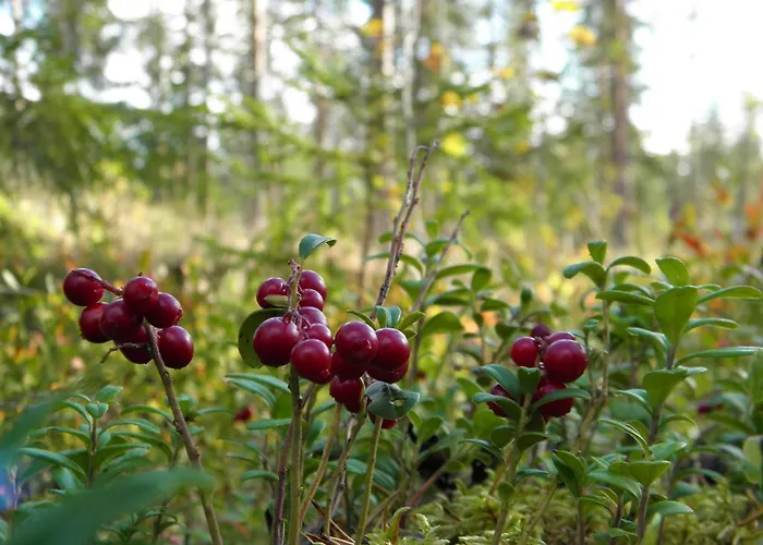 Loikansaari Lomamoekit منتجع